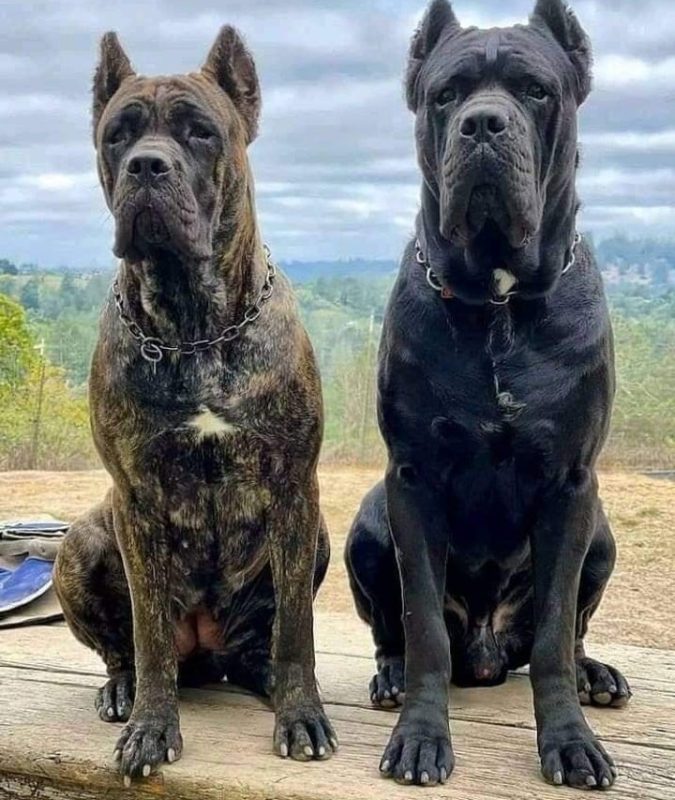 Cane Corsos for Sale - Cane Corso Paradise